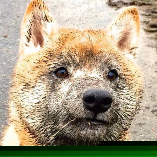 双线叙事，当铜墙铁壁遇上孤独王座