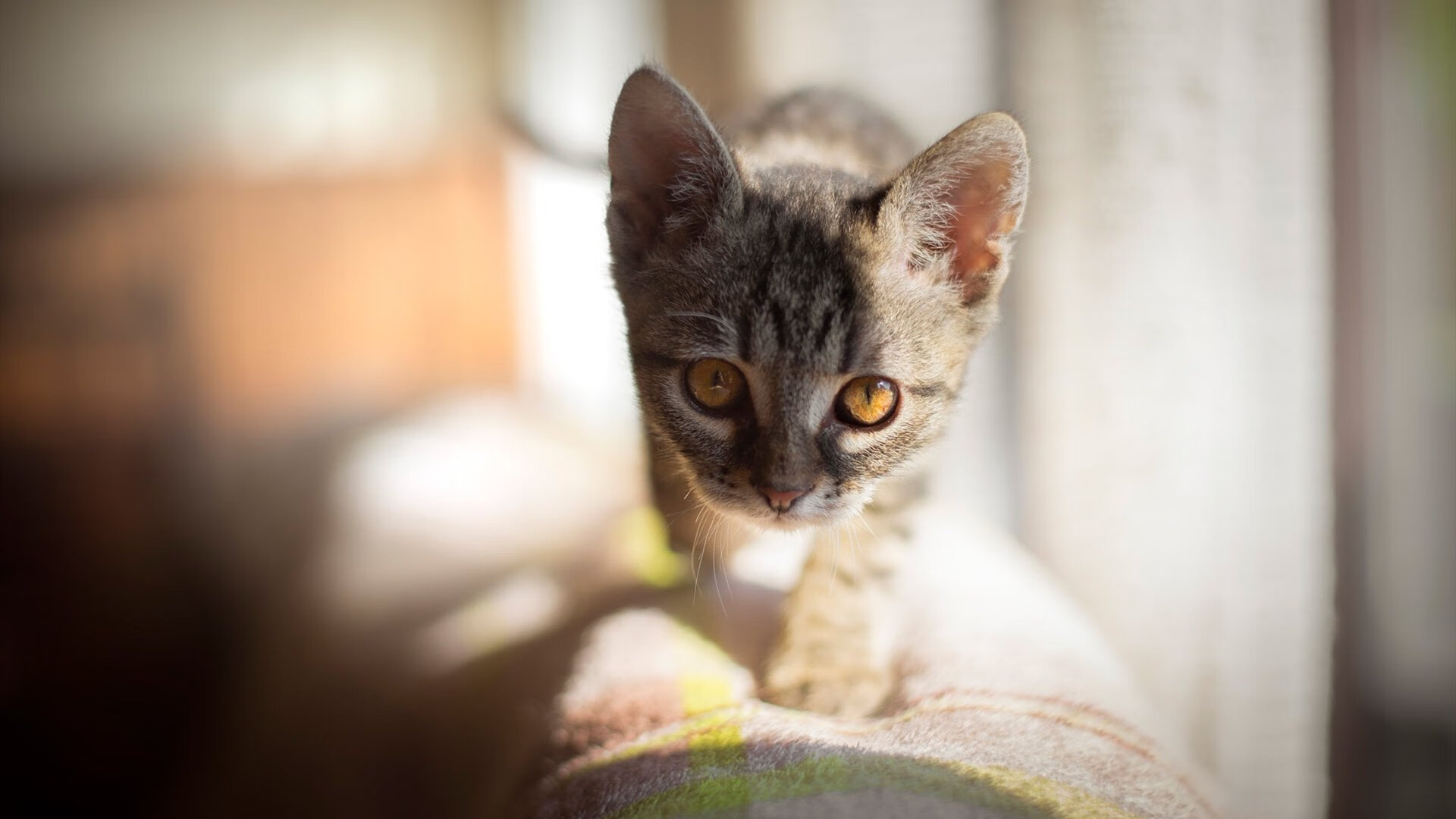 联合杯青春风暴，阿尔卡拉斯领衔西班牙轻取澳网，宣告网坛新秩序来临