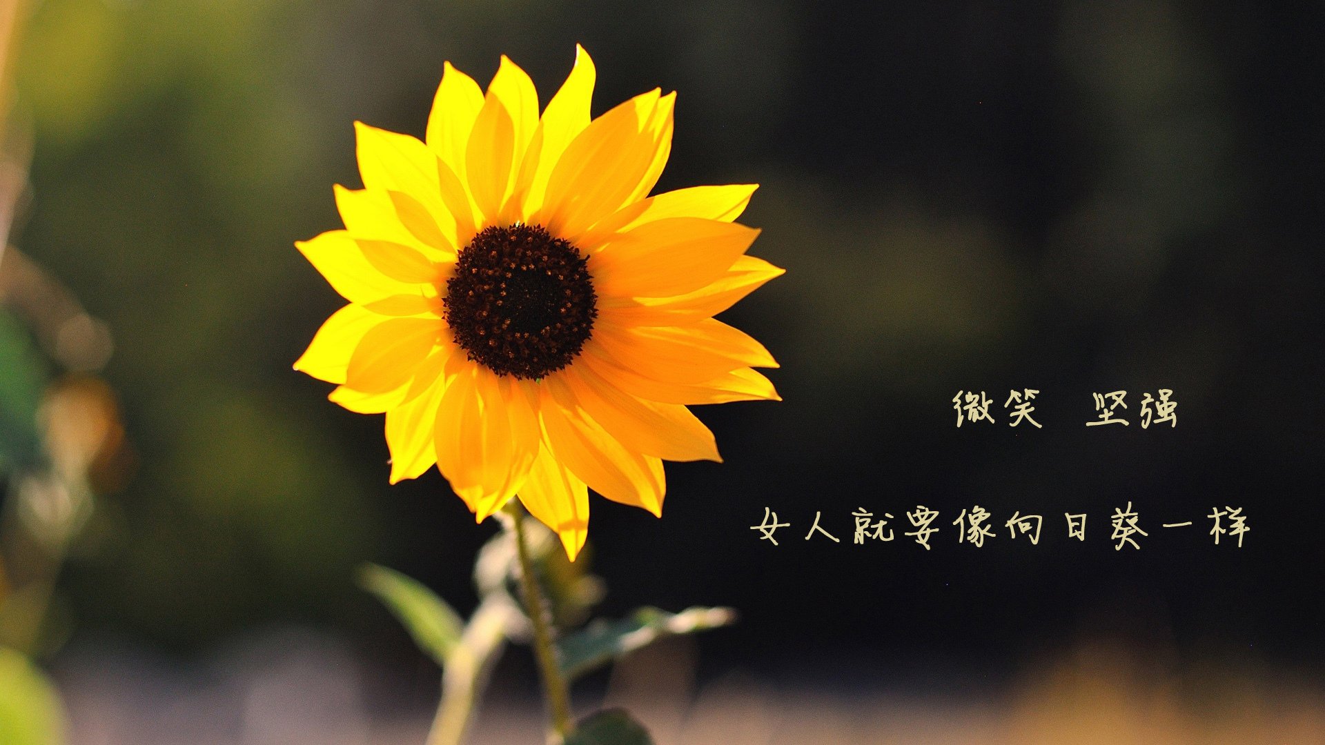 休城惊雷，青春当立，火箭20分逆转雷霆，张镇麟末节17分惊艳救主