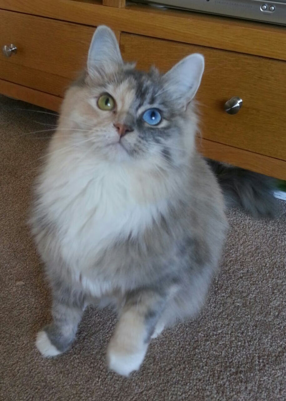 改写裁判手册的人,巴雷拉让赛后评分成为他的个人记分牌