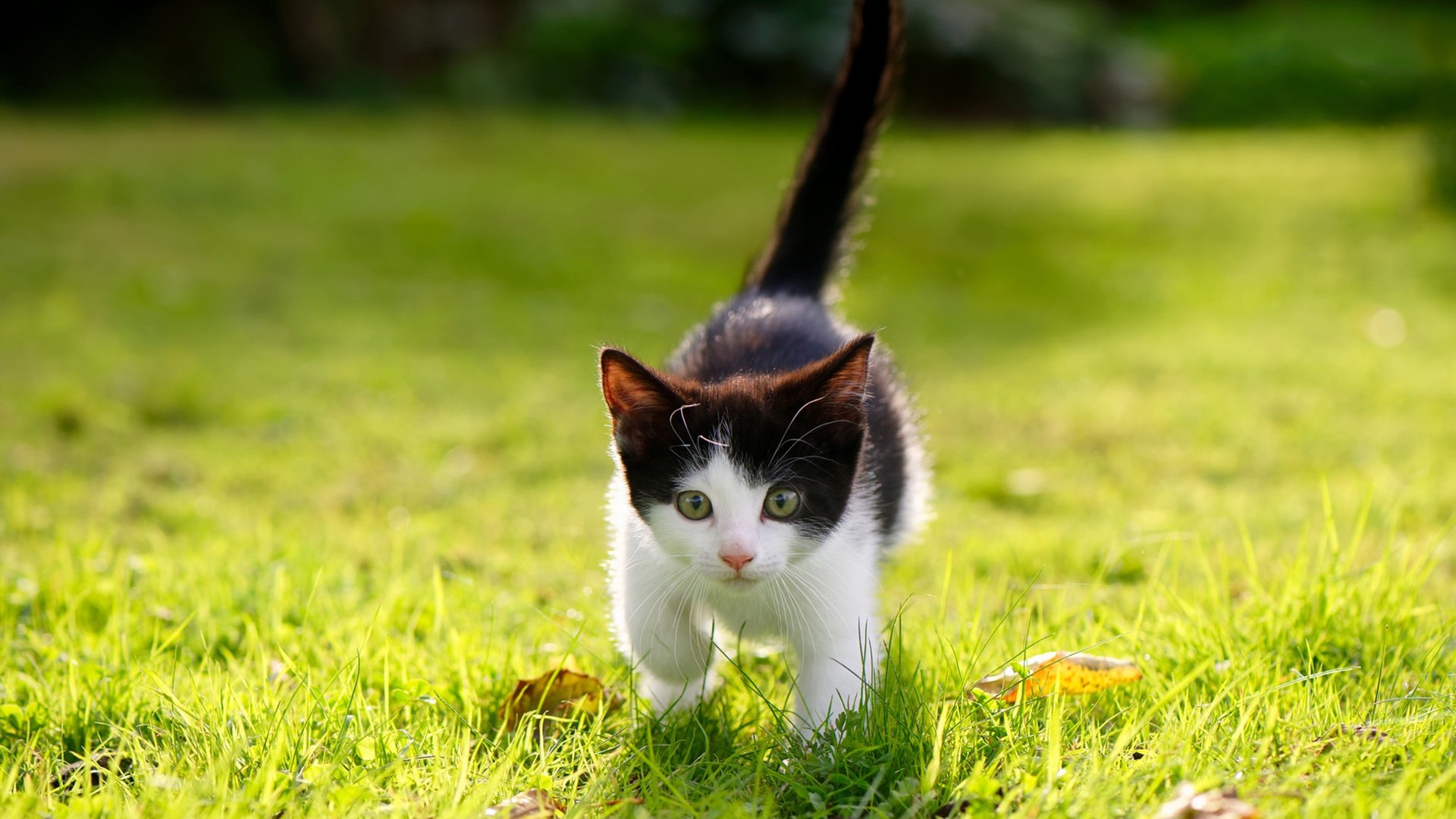 熔解黄昏，当米切尔在奥运周期关键战之夜独自闪耀