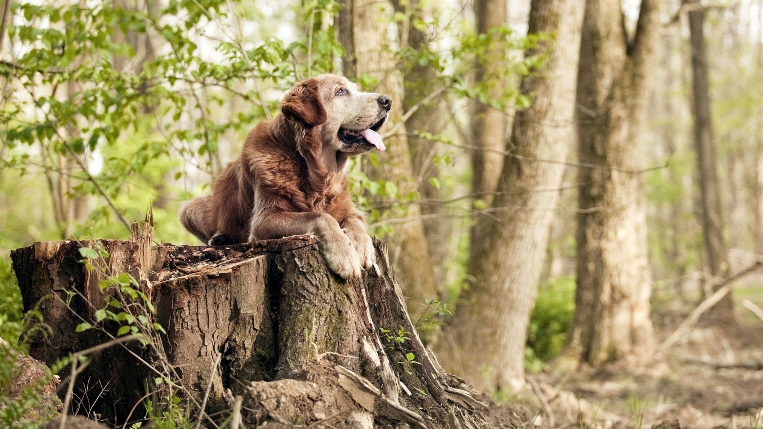 绝境掌控者，从足球决胜局到F1街道赛的逆转哲学