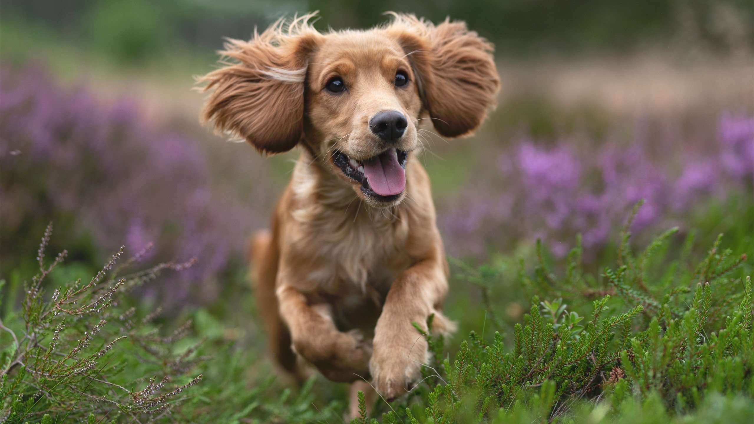 世界波与叹息墙，富安健洋在加纳对阵希腊之战中重新定义巨星价值