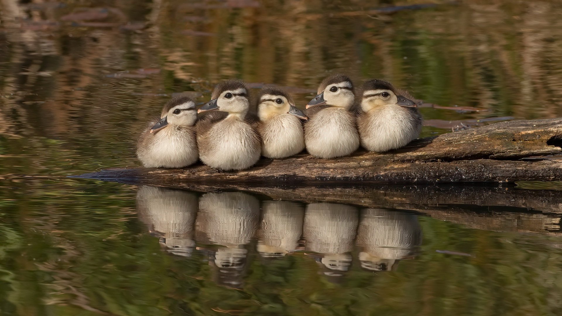 双重风暴，莱比锡战车碾过神秘对手，巴尔韦德于无名北风中打出生涯之夜