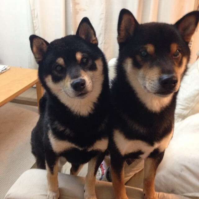 世界杯最惨烈对照组,加克波全程高能输出,日本压哨逆转西班牙