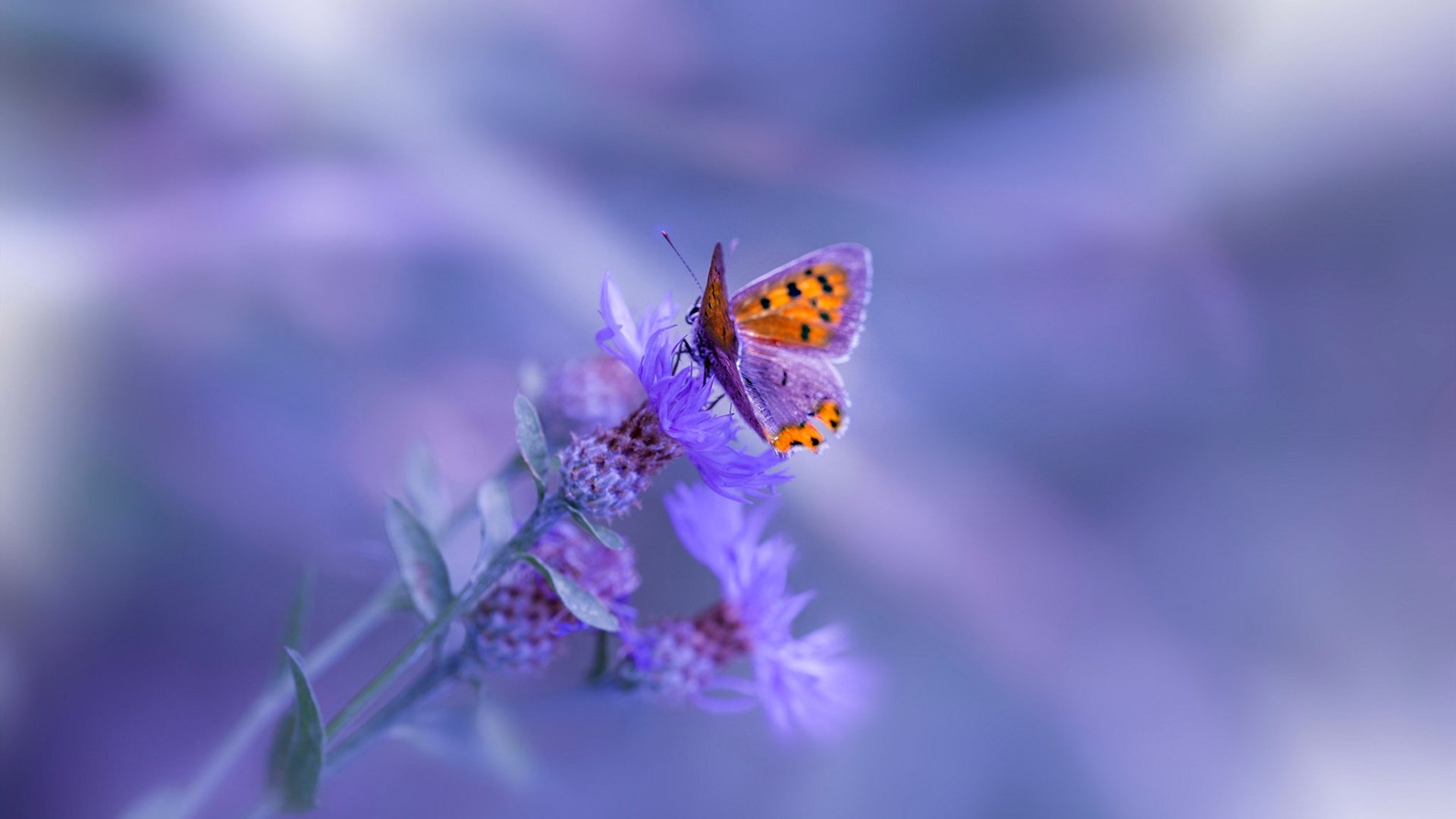 六分钟改写历史,托尼关键先生助美国绝境逆转阿尔及利亚