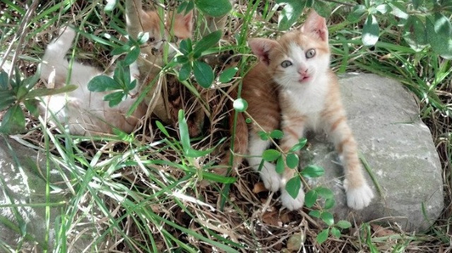 铁壁之城！步行者团队篮球击碎湖人，戈贝尔评分拉满的背后玄机