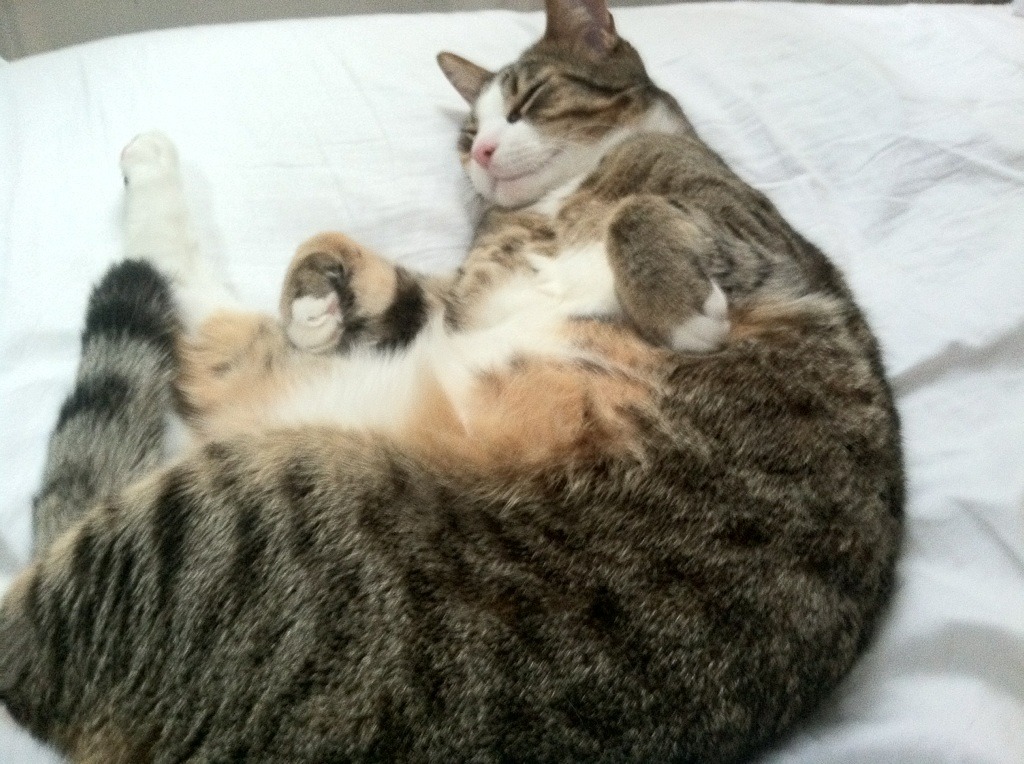 夜的第七重解释，布鲁诺的节奏五重奏