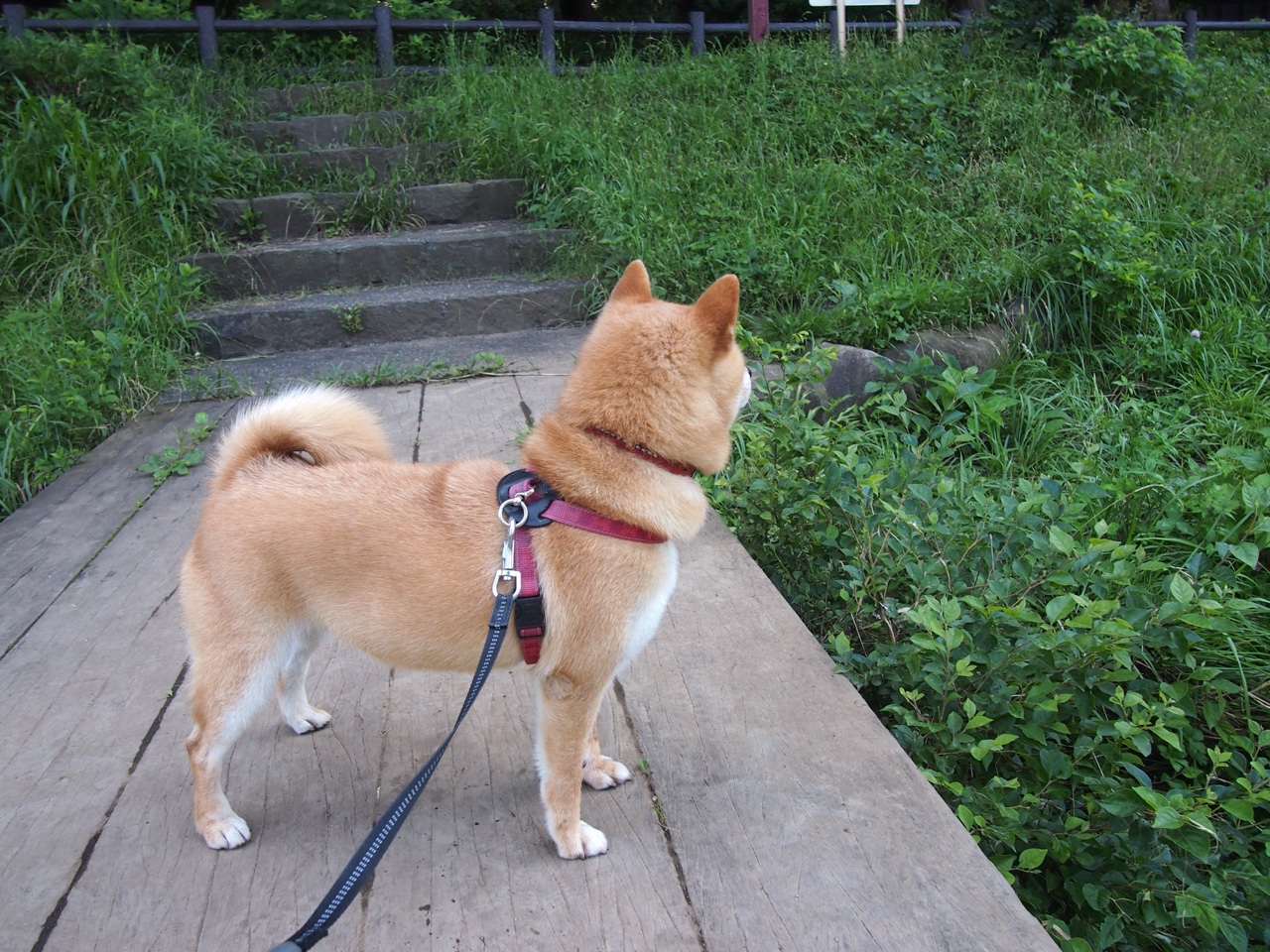 高原风暴席卷明尼苏达，当利拉德式无解杀招遇上青年军