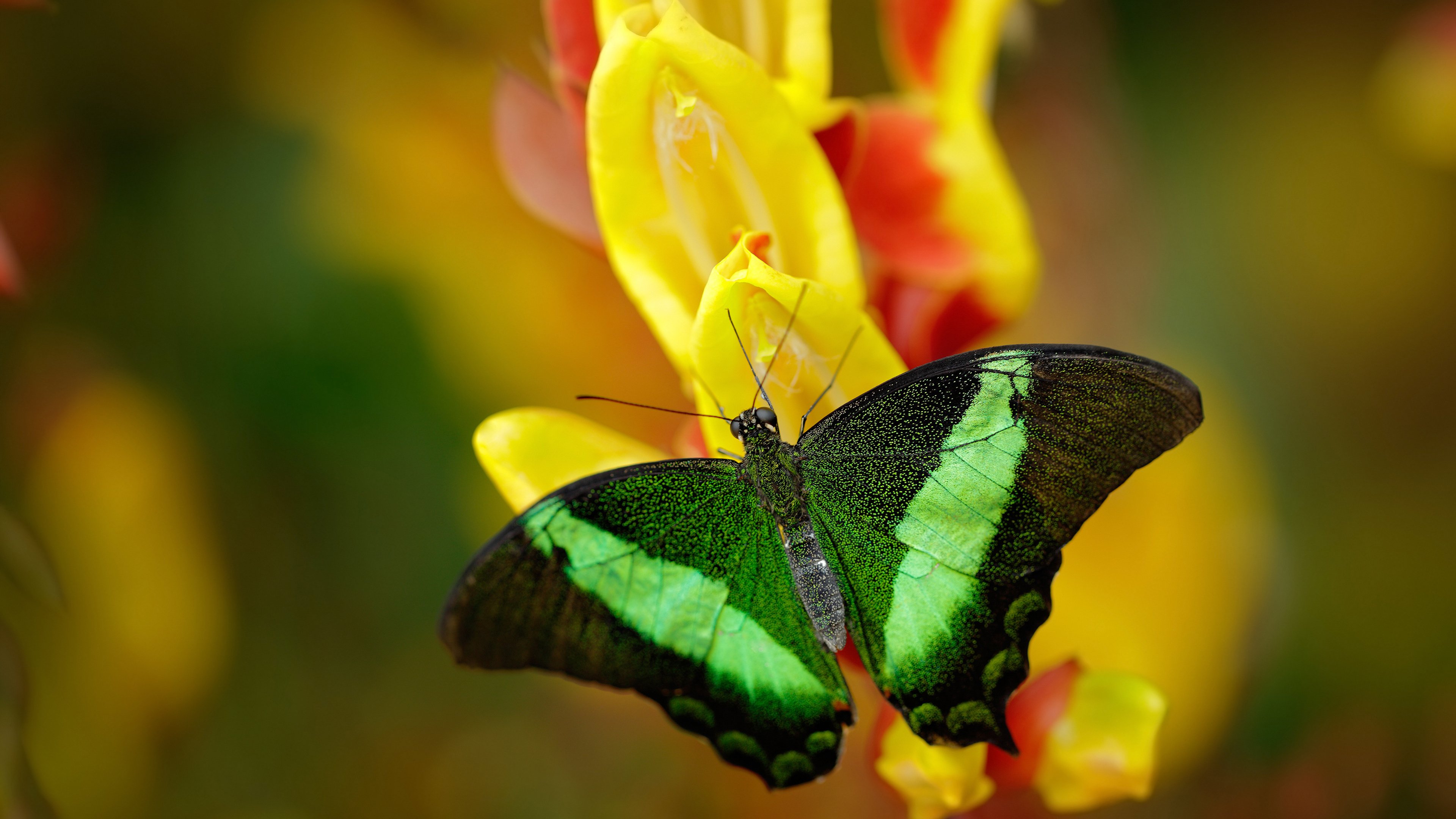 巴雷拉冠军级演出，伊拉克硬仗棋局中降服玻利维亚