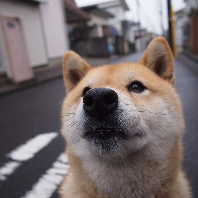 烽烟四起,火箭精密战术压制灰熊,马克西孤胆英雄定乾坤