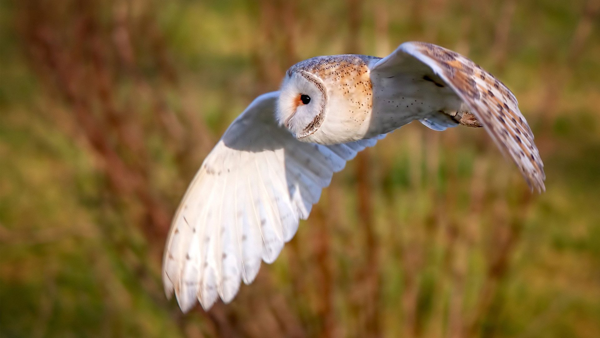 绿茵油门,当黄喜灿在F1街道赛之夜踩下得分油门