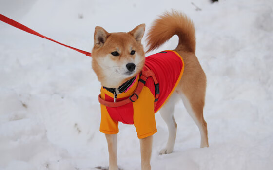 东方之矛刺穿好莱坞之盾，广东队跨洋战术拆解快船巨舰