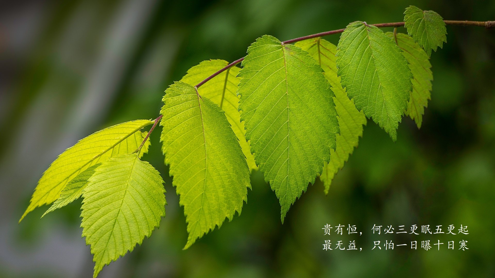 沙漠中的极光，当北欧童话照进美利坚之梦，内马尔在2026世界杯G组写下唯一神迹
